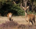 September, Park de Hoge Veluwe